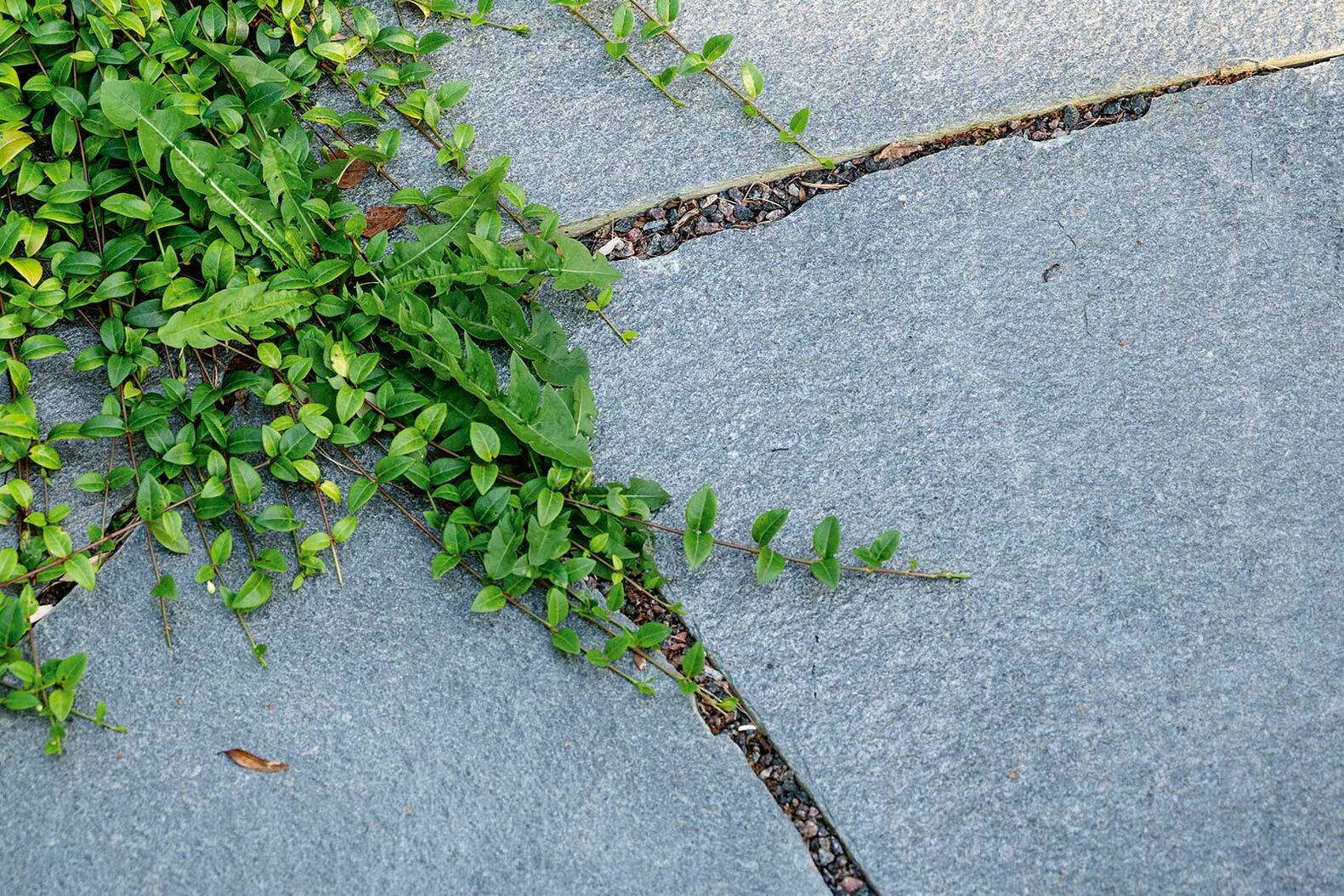 Nordisch Dark / Nordisch Silver: Der neue Schiefer aus den Landschaften Norwegens bringt die natürliche Schönheit seiner Heimat vollendet zum Ausdruck. Wildformplatten verleihen dabei dem Garten ein unverwechselbares, rustikales Flair. Die Bodenplatten eignen sich vorbildlich für besonders stilvolle, robuste und langlebige Bodenbeläge. Auch als Poolrandplatten werden sie zum luxuriösen und sicheren Rahmen eines Pools. Die spezielle Textur von Nordischem Schiefer fängt das Licht ein und reflektiert es in subtilem Glanz. Foto: Nordisch Silver.  www.atlas-natursteine.ch