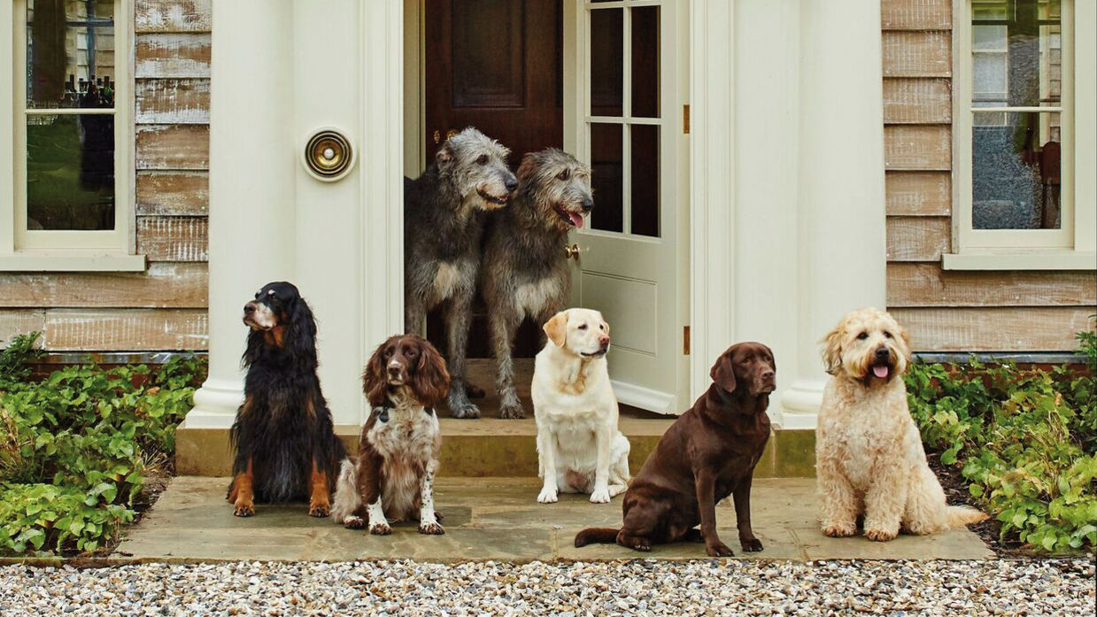 Luxusferien mit Hunden
